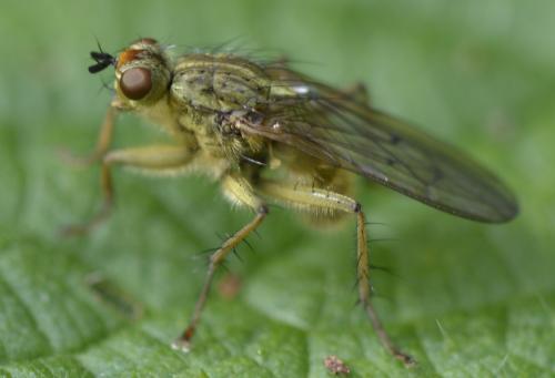 Scathophaga stercoraria